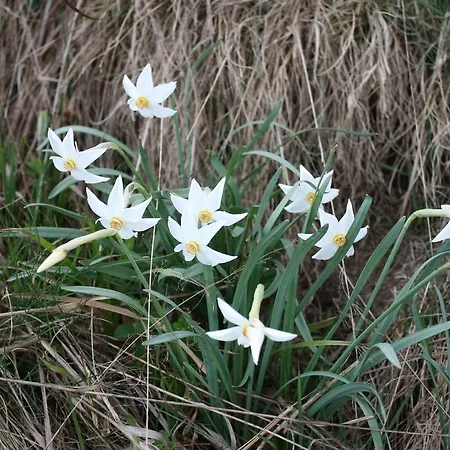 בית הארחה Perla Padurii Valea Mare (Bistrita-Nasaud)